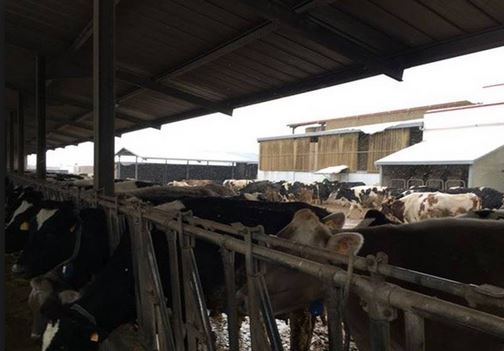 Burian si abbatte sulle campagne di Lecco: stalle e serre congelate