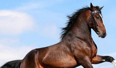 Cavallo imbizzarrito recuperato dai Vigili del Fuoco