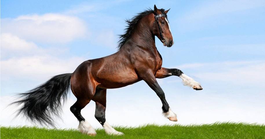 Cavallo imbizzarrito recuperato dai Vigili del Fuoco