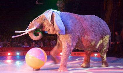 Elefante scappa dal circo e danneggia un tir