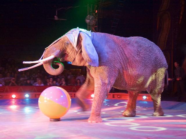 Elefante scappa dal circo e danneggia un tir