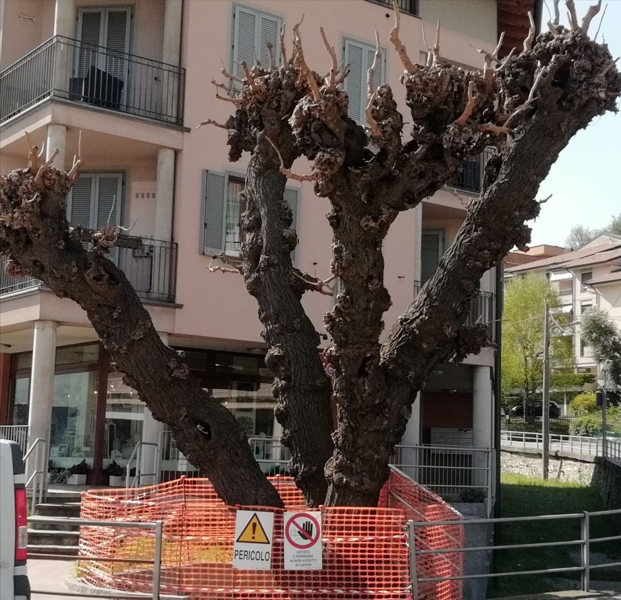 Dita incrociate per il gelso ultracentenario di Pescate