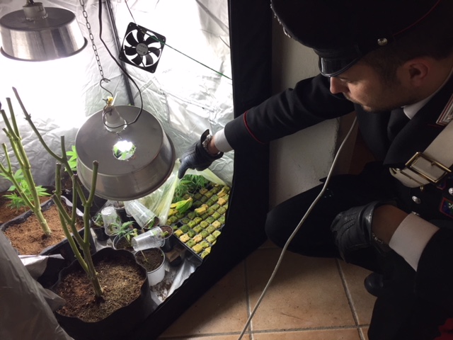 Serre di marijuana in cantina: in manette 25enne lecchese