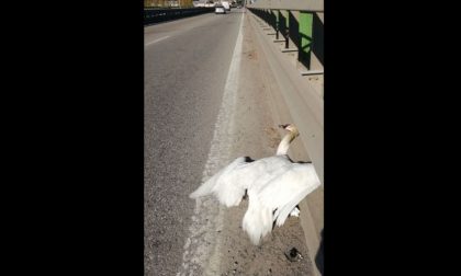 Cigno investito e ucciso sul ponte