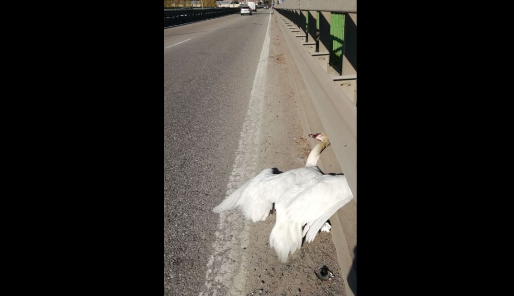 Cigno investito e ucciso sul ponte