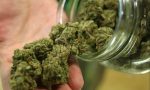 Cannabis light illegale: la Cassazione dice stop alla vendita