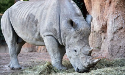 Pancho il rinoceronte bianco sbarca alle Cornelle FOTO