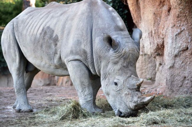 Pancho il rinoceronte bianco sbarca alle Cornelle FOTO