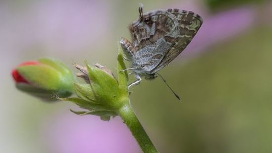 Alla scoperta delle specie aliene