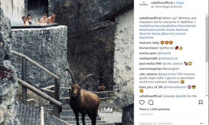 Bagni di Bormio con sorpresa e lo stambecco diventa star social