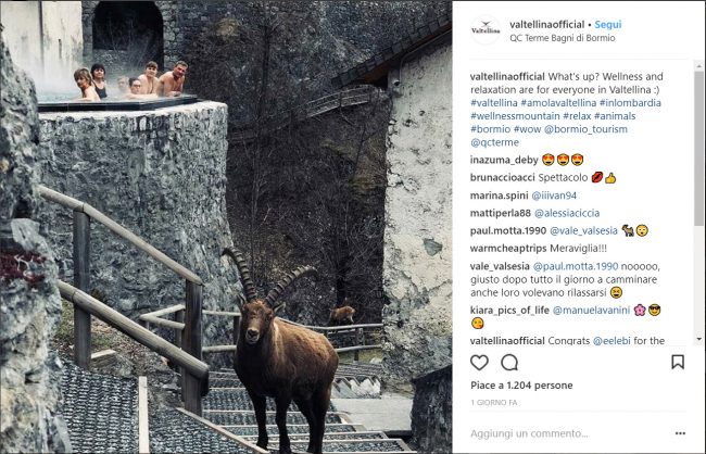 Bagni di Bormio con sorpresa e lo stambecco diventa star social