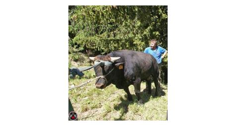 Toro in fuga, salvato dai vigili del fuoco