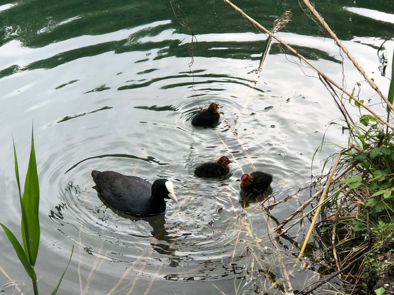 Famiglia di folaghe nel fiume Adda VIDEO
