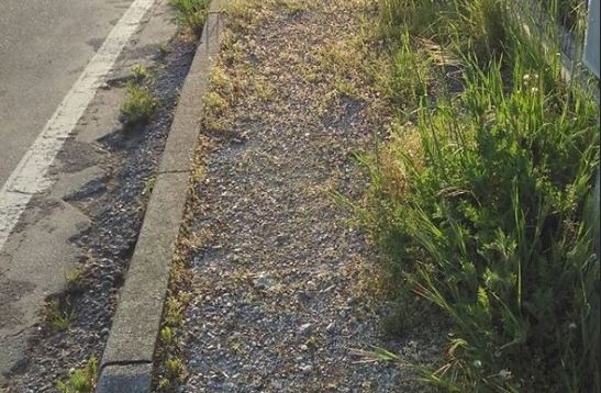 Safari nel Lecchese: benvenuti… FOTO