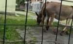 Due asini a passeggio per il paese FOTO