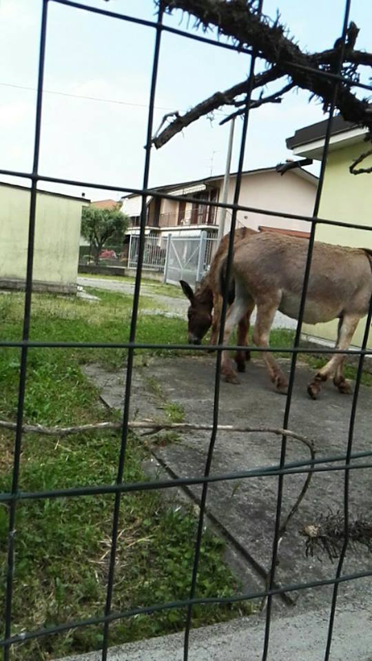 Due asini a passeggio per il paese FOTO