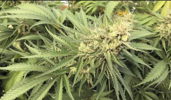 Cannabis light vietata? “Così i miei risparmi vanno in fumo”