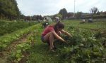 Nuovo bando targato Living Land: otto giovani meratesi potranno dedicarsi all’agricoltura