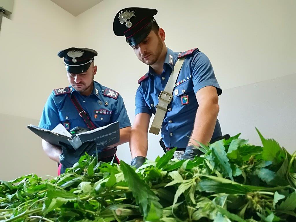 Denunciato per produzione e detenzione illecita di sostanze stupefacenti