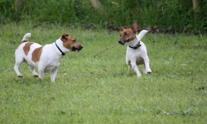 Tolleranza zero contro le deiezioni canine, scende in campo anche il sindaco