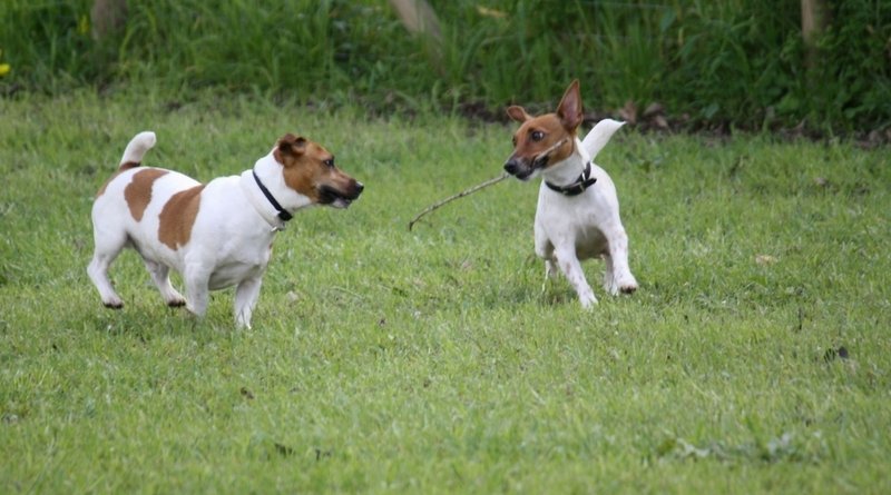 Tolleranza zero contro le deiezioni canine, scende in campo anche il sindaco