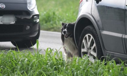 Il cane veglia il suo padrone morto nell’incidente