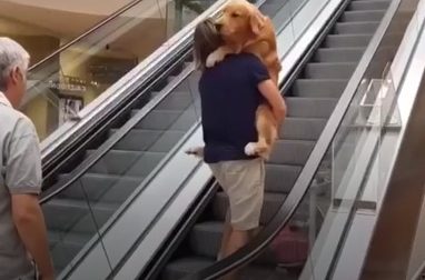 Il cane Google ha paura delle scale mobili e diventa virale sul web