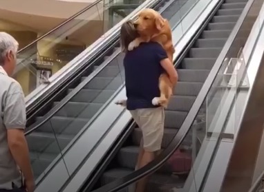 Il cane Google ha paura delle scale mobili e diventa virale sul web