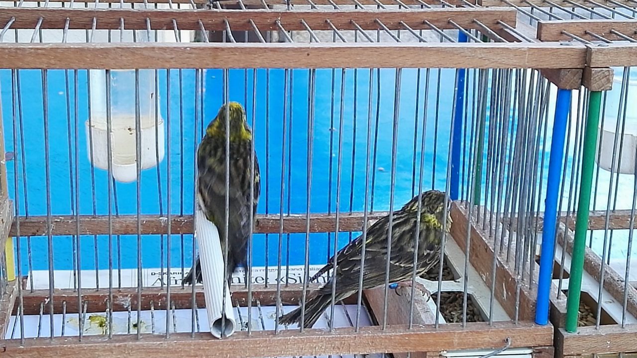 Sagra degli Uccelli da canto, passione e tradizione