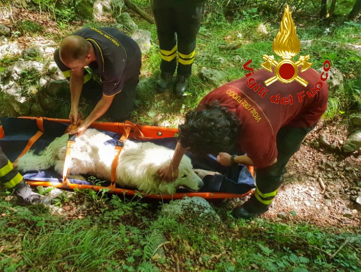 Pastore maremmano salvato dai Vigili del Fuoco