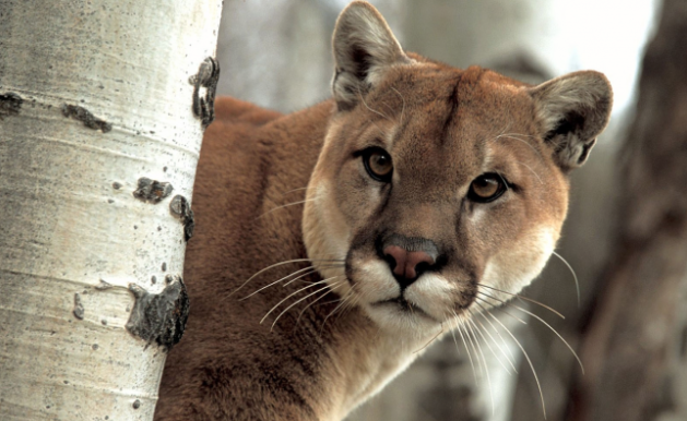 C’è un puma a Gornate? Interviene la forestale