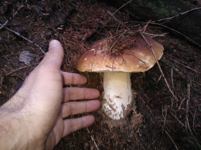 Raccolta funghi, ecco cosa c’è da sapere