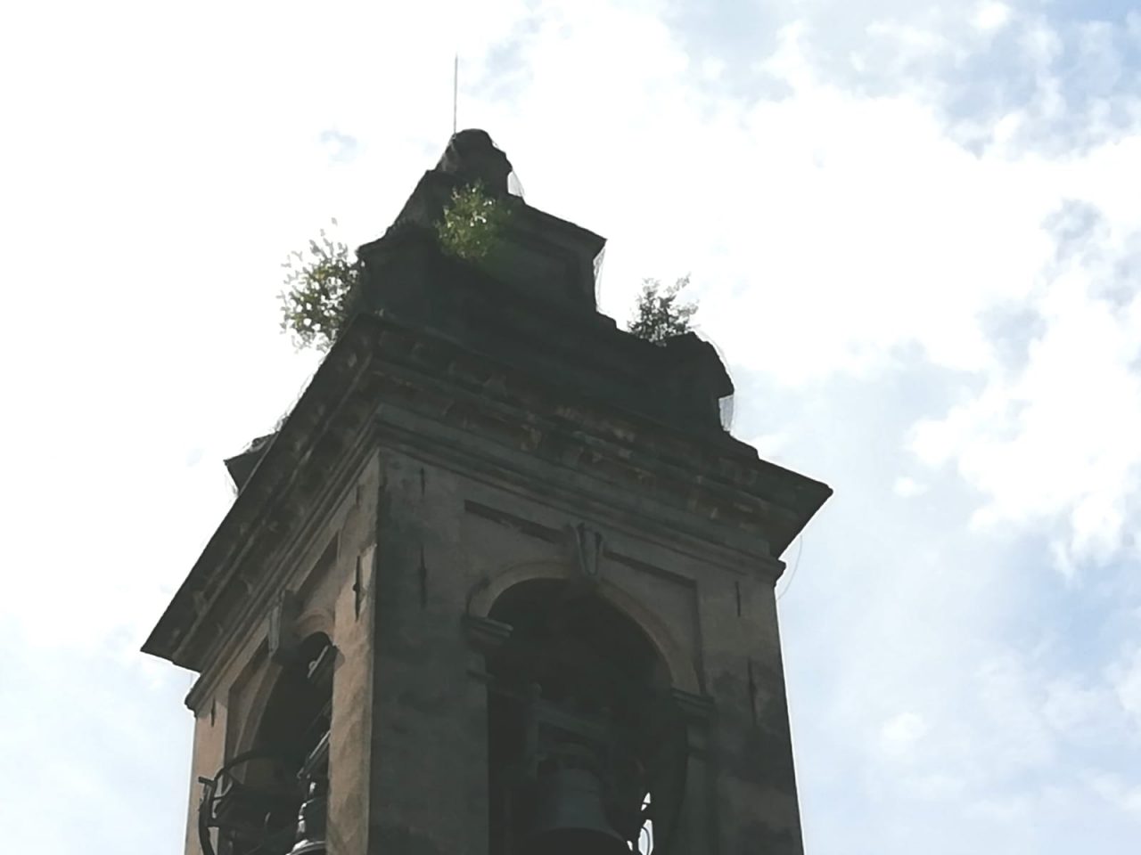 Calolziocorte, alberi sul campanile della chiesa di San Martino Vescovo FOTO