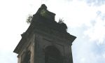 Calolziocorte, alberi sul campanile della chiesa di San Martino Vescovo FOTO