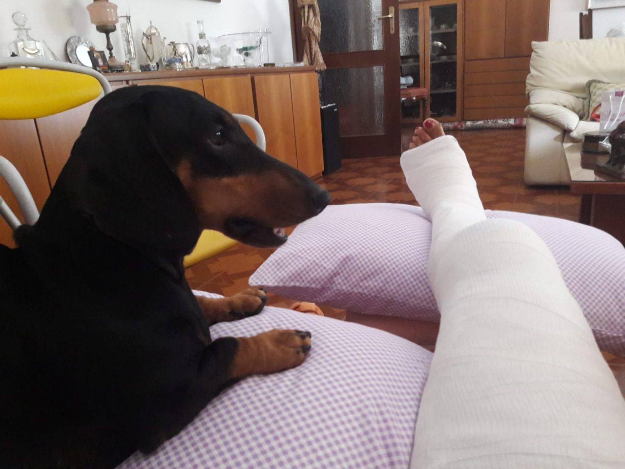 Cagnolina corre a casa in cerca di aiuto per soccorrere la padrona investita da un’auto
