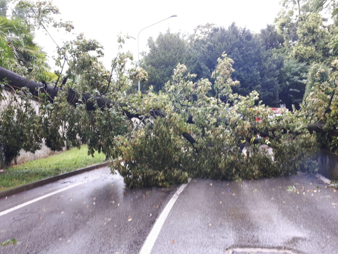 Grande albero cade in strada FOTO