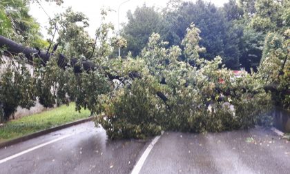 Grande albero cade in strada FOTO