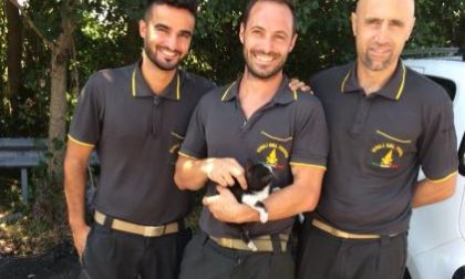 Gattino incastrato nel motore salvato dai pompieri FOTO