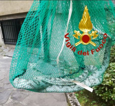 Incredibile: i Vigili del Fuoco recuperano un pitone a Olginate FOTO