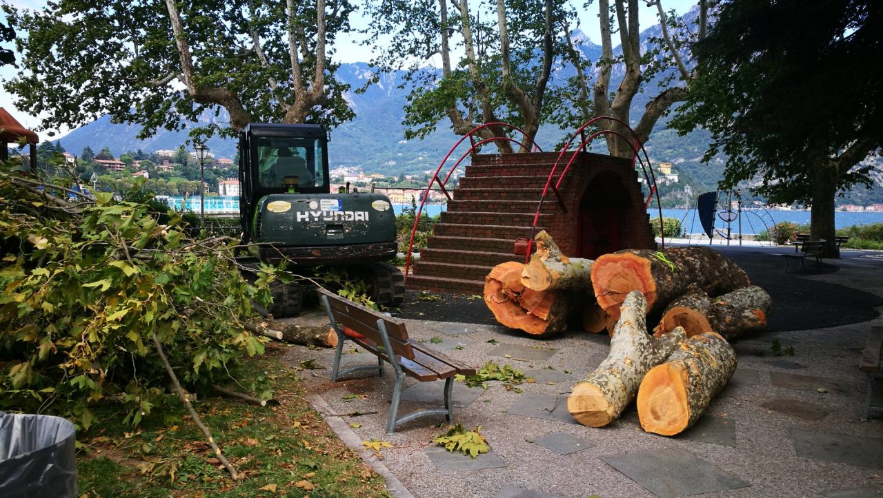 AlberiAmo “Impotenti davanti agli alberi tagliati dal Comune”