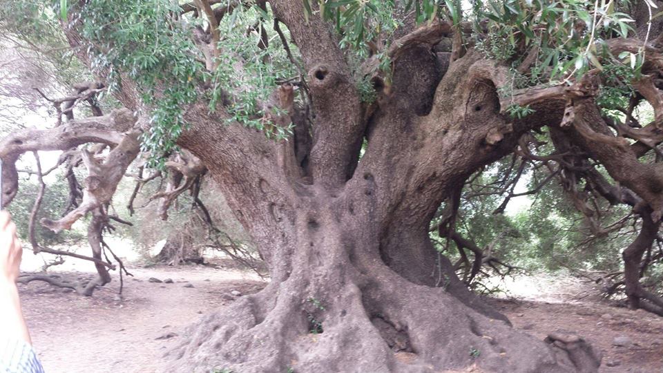 Racconti di storie e fantasie ad Imbersago con “Guarda c’è una strada nel bosco”