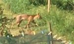 Felino misterioso a Ponte Lambro, scatta l'allarme