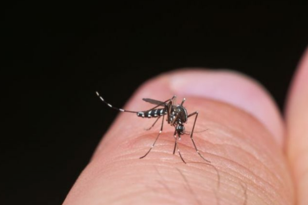 Il virus del West Nile fa paura: dopo Ferrara un morto anche a Verona