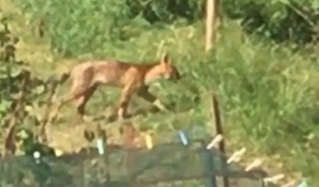 Nei boschi comaschi continua la caccia al puma