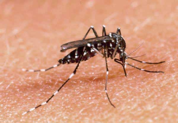La zanzara West Nile fa paura: altri due morti in Romagna dopo i due in Veneto