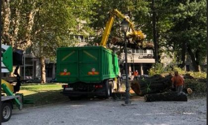 Alberi abbattuti sul lungolago, è polemica. M5S "Forzatura del Comune"