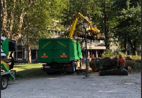 Alberi abbattuti sul lungolago, è polemica. M5S “Forzatura del Comune”