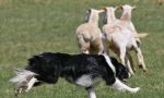 A Morterone va in scena il Campionato dei cani da pastore