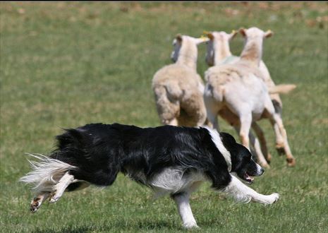 A Morterone va in scena il Campionato dei cani da pastore