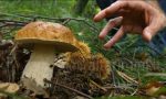 Conto alla rovescia per la stagione dei funghi: ecco gli sportelli di Ats Brianza